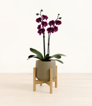 Load image into Gallery viewer, Olive stand:bamboo
