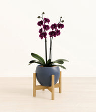 Load image into Gallery viewer, Deep Navy stand:bamboo
