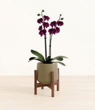 Load image into Gallery viewer, Olive stand:walnut
