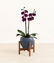 Load image into Gallery viewer, Deep Navy stand:walnut
