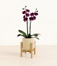 Load image into Gallery viewer, Almond Green stand:bamboo

