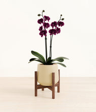 Load image into Gallery viewer, Almond Green stand:walnut
