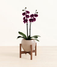 Load image into Gallery viewer, Desert Brown stand:walnut
