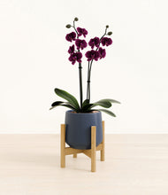 Load image into Gallery viewer, Deep Navy stand:bamboo

