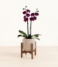 Load image into Gallery viewer, Eternal Gray stand:walnut
