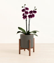 Load image into Gallery viewer, Dark Olive stand:walnut
