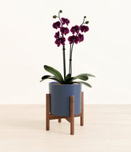 Load image into Gallery viewer, Deep Navy stand:walnut
