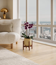 Load image into Gallery viewer, Almond Green stand:walnut
