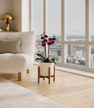 Load image into Gallery viewer, Cream stand:walnut
