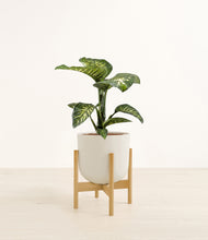 Load image into Gallery viewer, Natural Bamboo stand:bamboo
