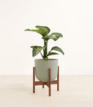 Load image into Gallery viewer, Sage Green stand:walnut
