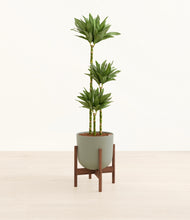 Load image into Gallery viewer, Sage Green stand:walnut
