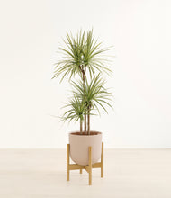 Load image into Gallery viewer, Sandy Pink stand:bamboo
