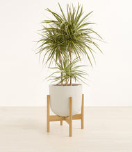 Load image into Gallery viewer, Natural Bamboo stand:bamboo
