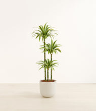 Load image into Gallery viewer, Natural Bamboo*****Profile
