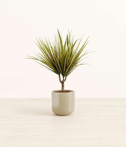 Sage Green*****Profile