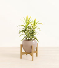 Load image into Gallery viewer, Desert Brown stand:bamboo
