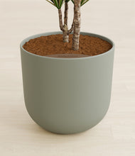 Load image into Gallery viewer, Sage Green stand:all
