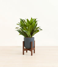 Load image into Gallery viewer, Iron Gray stand:dark
