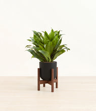 Load image into Gallery viewer, Stone Black stand:dark
