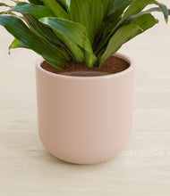 Load image into Gallery viewer, Sandy Pink stand:all
