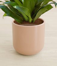 Load image into Gallery viewer, Glossy Pink stand:all
