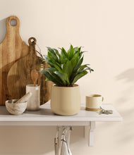 Load image into Gallery viewer, Almond Green
