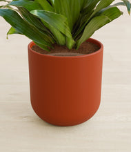 Load image into Gallery viewer, Earth Red stand:all
