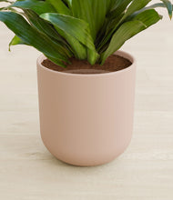 Load image into Gallery viewer, Sandy Pink stand:all
