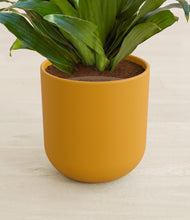 Load image into Gallery viewer, Sunset Orange stand:all

