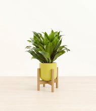 Load image into Gallery viewer, Key Lime Yellow stand:light
