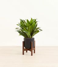 Load image into Gallery viewer, Stone Black stand:dark
