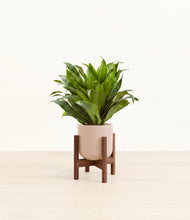 Load image into Gallery viewer, Sandy Pink stand:dark
