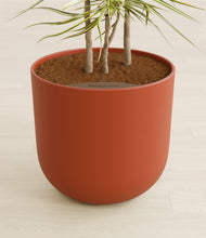 Load image into Gallery viewer, Earth Red stand:all
