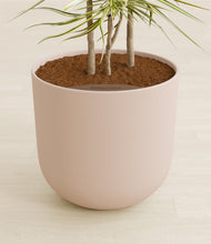 Load image into Gallery viewer, Sandy Pink stand:all
