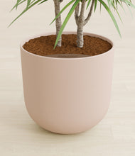 Load image into Gallery viewer, Sandy Pink stand:all
