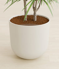 Load image into Gallery viewer, Natural Bamboo stand:all
