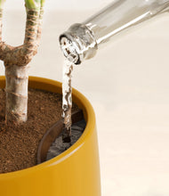 Load image into Gallery viewer, Mustard stand:all
