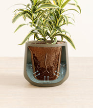 Load image into Gallery viewer, Olive stand:all
