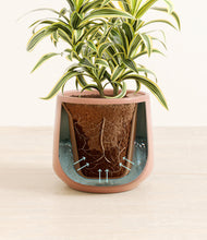 Load image into Gallery viewer, Calm Rose stand:all
