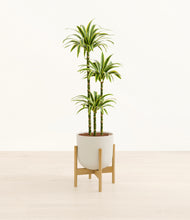 Load image into Gallery viewer, Natural Bamboo stand:bamboo

