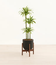 Load image into Gallery viewer, Stone Black stand:walnut

