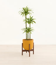 Load image into Gallery viewer, Sunset Orange stand:walnut
