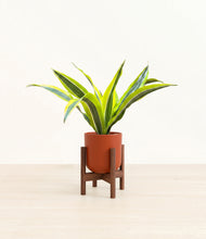 Load image into Gallery viewer, Earth Red stand:walnut
