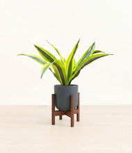 Load image into Gallery viewer, Iron Gray stand:walnut
