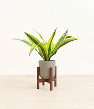 Load image into Gallery viewer, Sage Green stand:walnut
