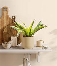 Load image into Gallery viewer, Almond Green
