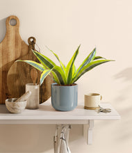 Load image into Gallery viewer, Misty Blue
