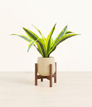 Load image into Gallery viewer, Almond Green stand:walnut
