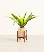 Load image into Gallery viewer, Gentle Pink stand:walnut
